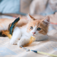 ペットの猫と犬の割合の変化と逆転について