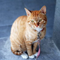 ペットとして人気の高い猫で特に小さい種類とは