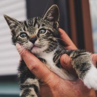 一人暮らしで飼うのにかかる費用