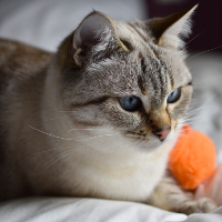 犬と猫とでペットとしての飼いやすさの違い